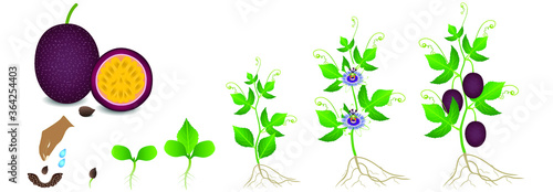 Cycle of growth of a passion fruit plant on a white background.