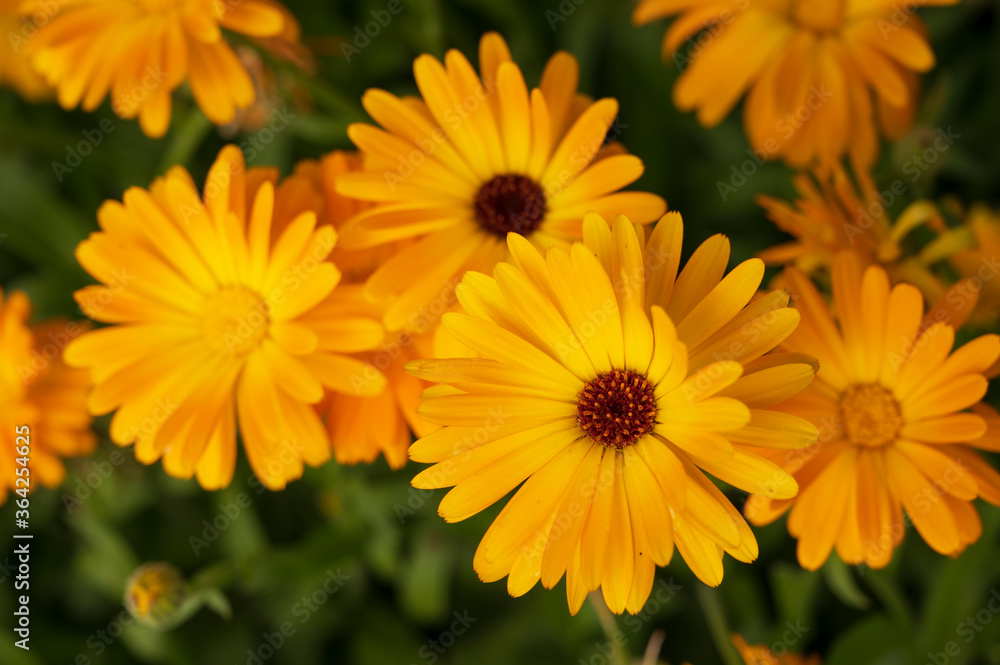 Fototapeta premium close-up of a beautiful orange marigold flower on a background of green grass