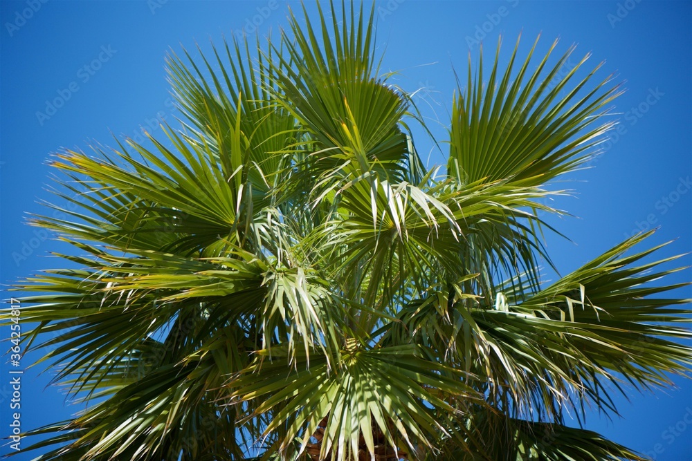 A green palm leaf against a bright blue sky.