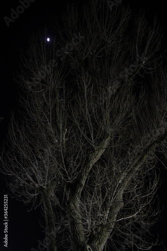 Tree in a winter night
