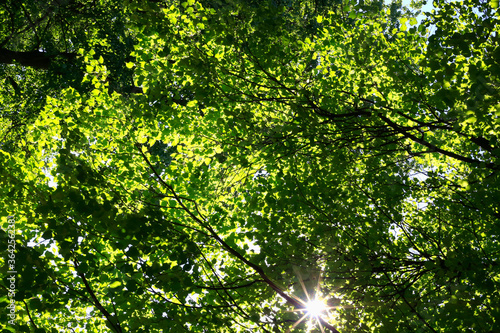 The bright sun shining through the green foliage of tall trees