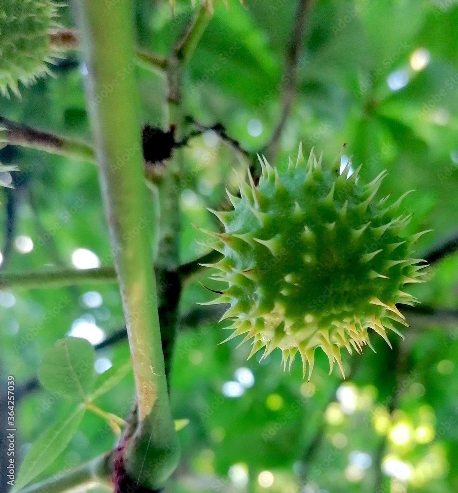 grüne Kastanien am Baum