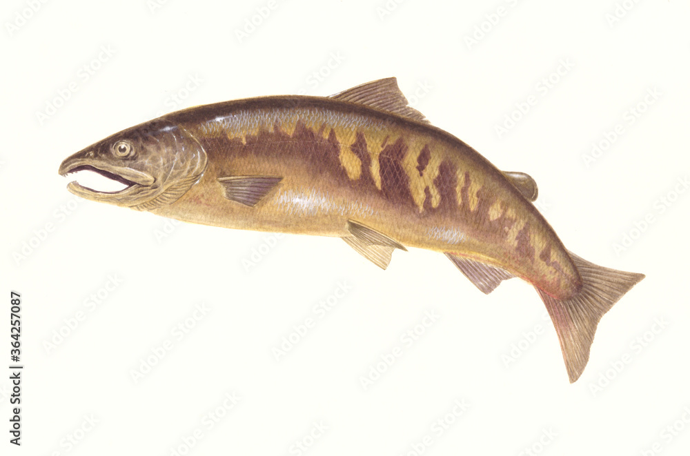 Obraz premium 연어 (와트만지 / 수채화)