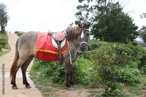 horse in the Tea field Dalat