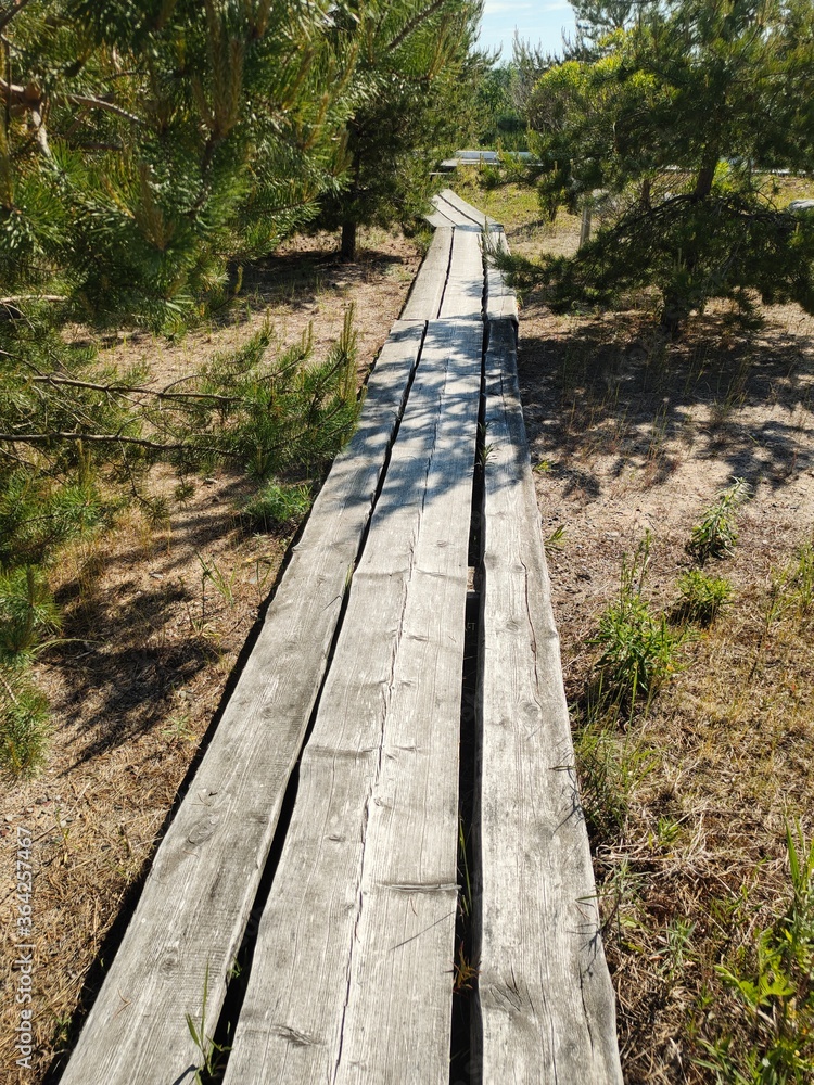 Fototapeta premium wooden bridge in the forest