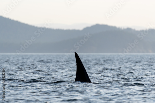 Killer whale dorsel fin above the surface of the Salish Sea in British Columbia in Canada