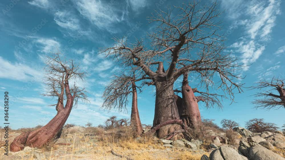 Time Lapse of Thin Wispy Cloud Over Large Baobab Trees in Botswana Time Lapse of Thin Wispy Cloud Over Large Baobab Trees in Botswana
