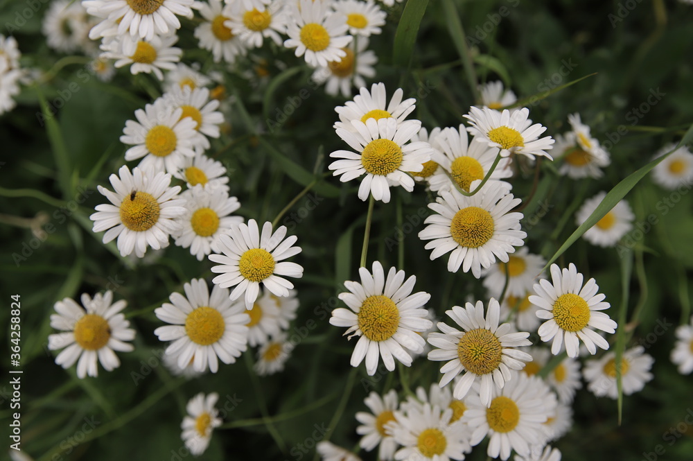 field of daisies field of daisies