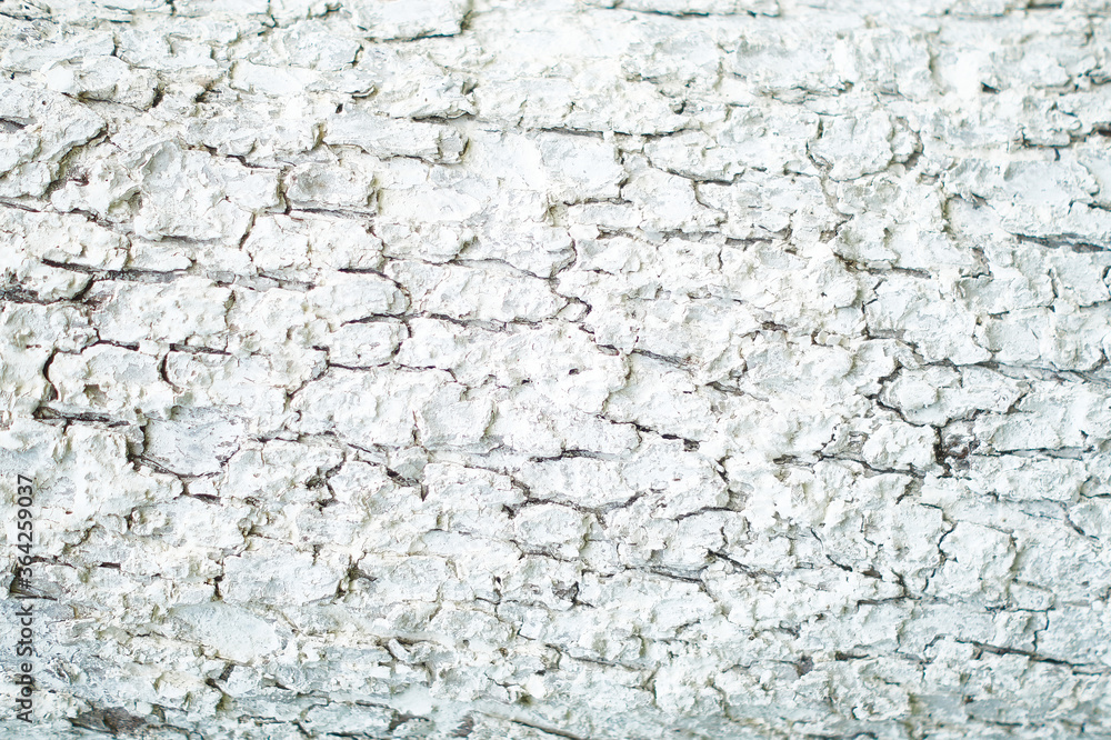 Texture of bark painted with white lime Texture of bark painted with white lime