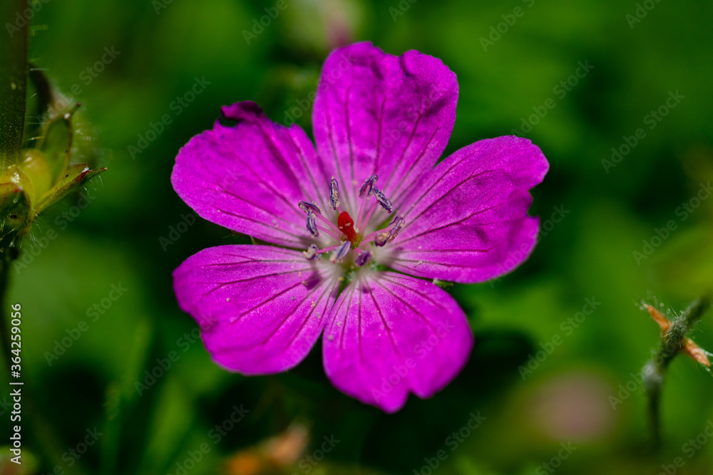 Storchschnabel violette Blüte