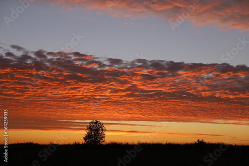 sunset in the forest