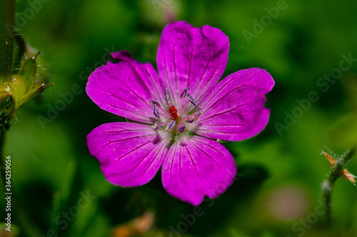 Storchschnabel violette Blüte