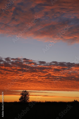 sunset in the forest