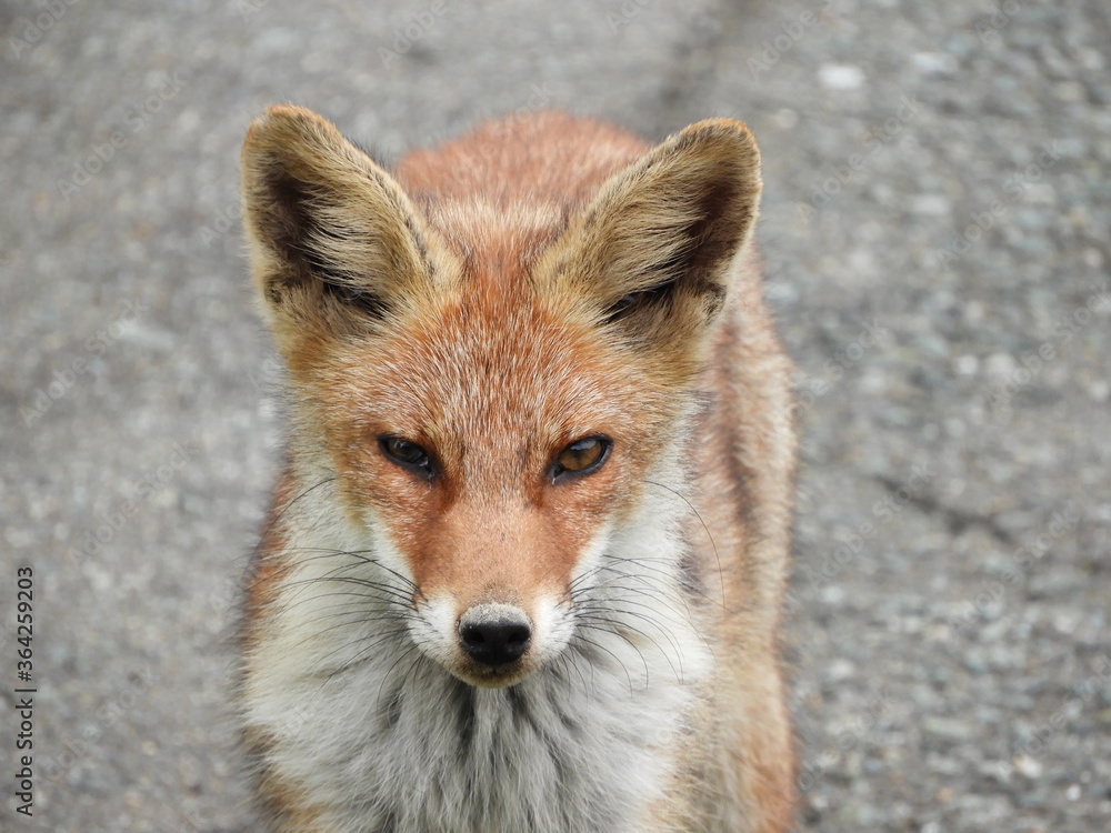 Fototapeta premium 野生のキツネ