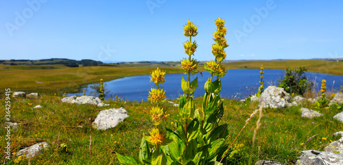 alpine wild yellow flower and lake, gentian