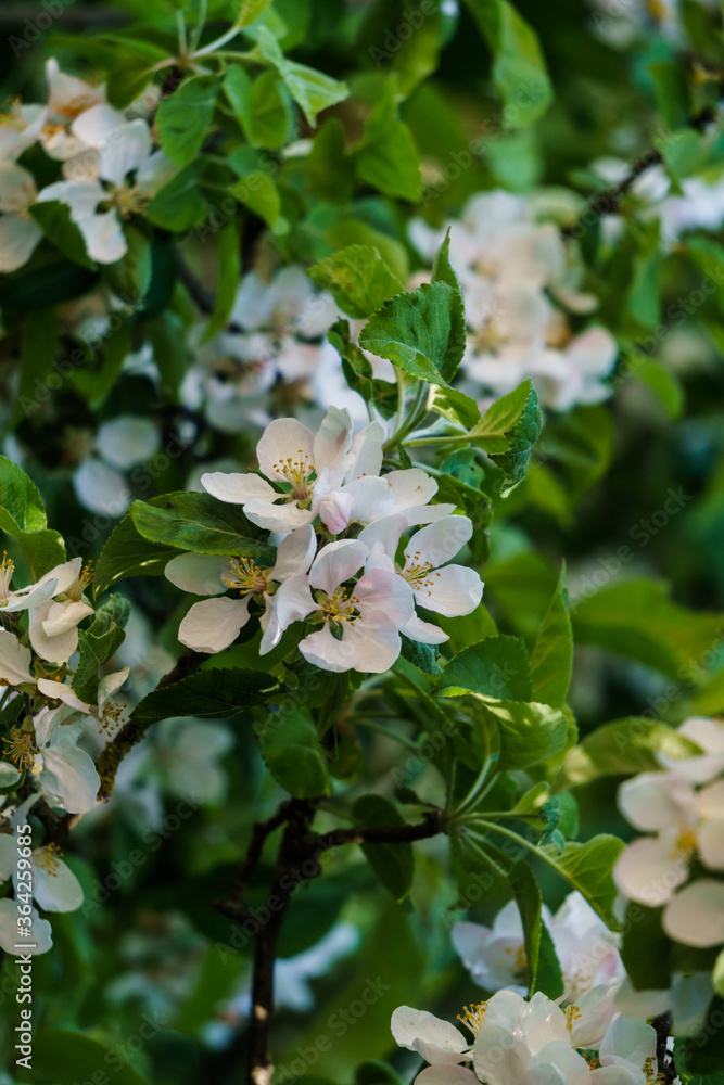 Delicate flowers and buds of an apple tree on a branch in the garden. Delicate flowers and buds of an apple tree on a branch in the garden.