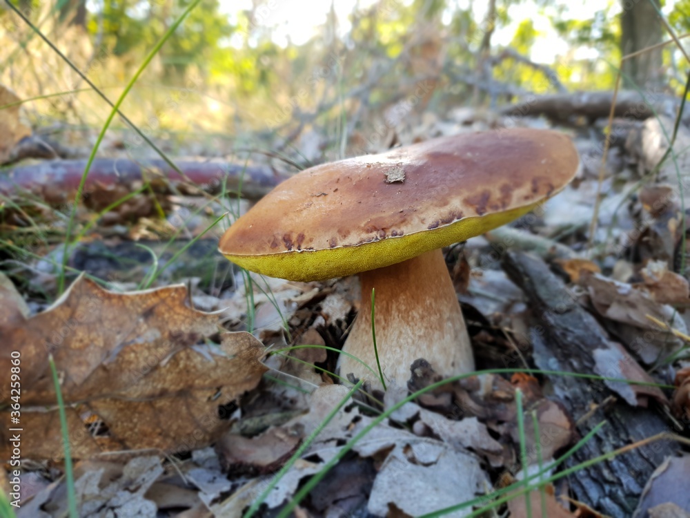 Bay bolete - Imleria badia edible mushroom in a forest Bay bolete - Imleria badia edible mushroom in a forest