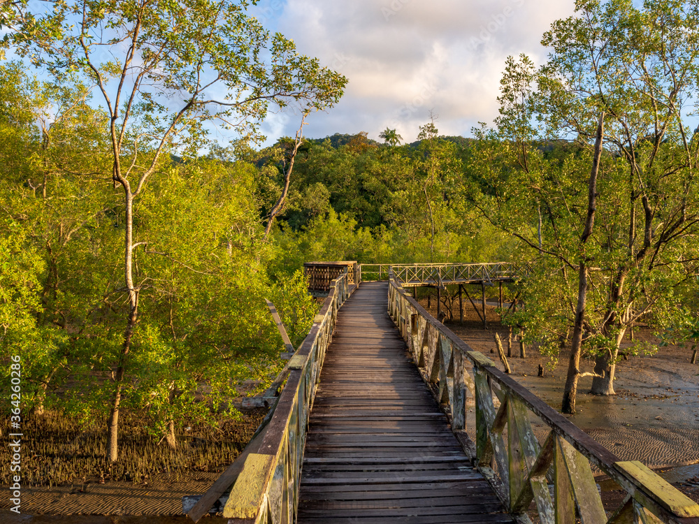 Boardwalk across mangrove swamp in Bako national park, Borneo, Malaysia