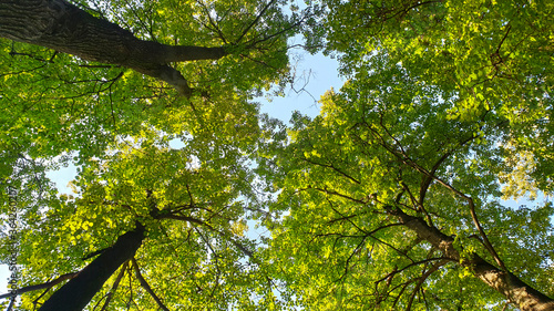 View of the trees from below. Green crown.