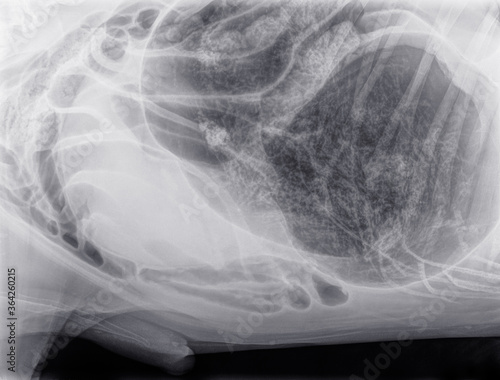Slika na platnu Lateral x-ray of a large dog with a gastric  dilatation and torsion