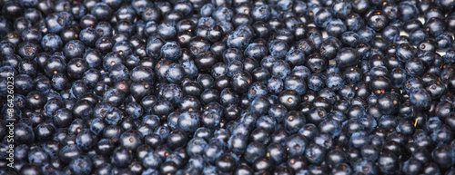 Blueberry close up. Berry background.