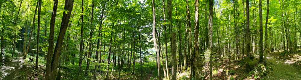Panorama shot in forrest with lush green trees in Switzerland. O Panorama shot in forrest with lush green trees in Switzerland. O