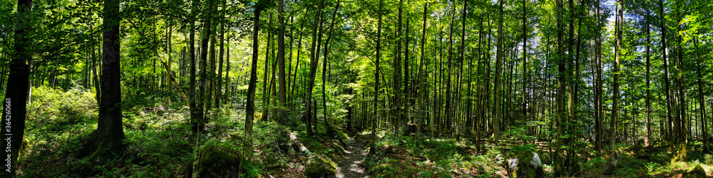 Panorama shot in forrest with lush green trees in Switzerland. O Panorama shot in forrest with lush green trees in Switzerland. O