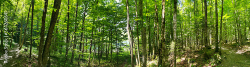 Panorama shot in forrest with lush green trees in Switzerland. O