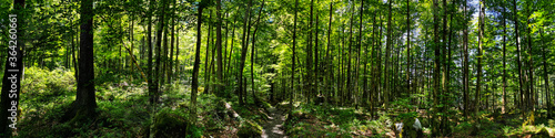 Panorama shot in forrest with lush green trees in Switzerland. O © Peter Hofstetter