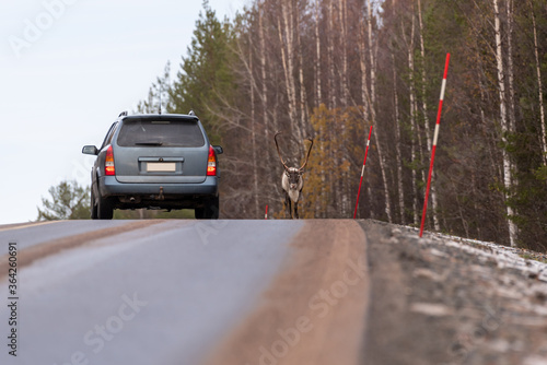 Reindeer on the road in Lapland Finland with oncoming traffic