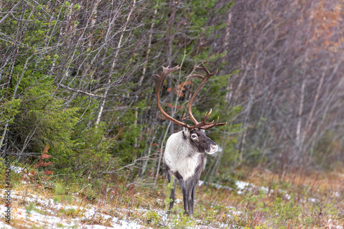 Reindeer with big antlers and steam from breathing in the cold in the forest of Lapland Finland photo