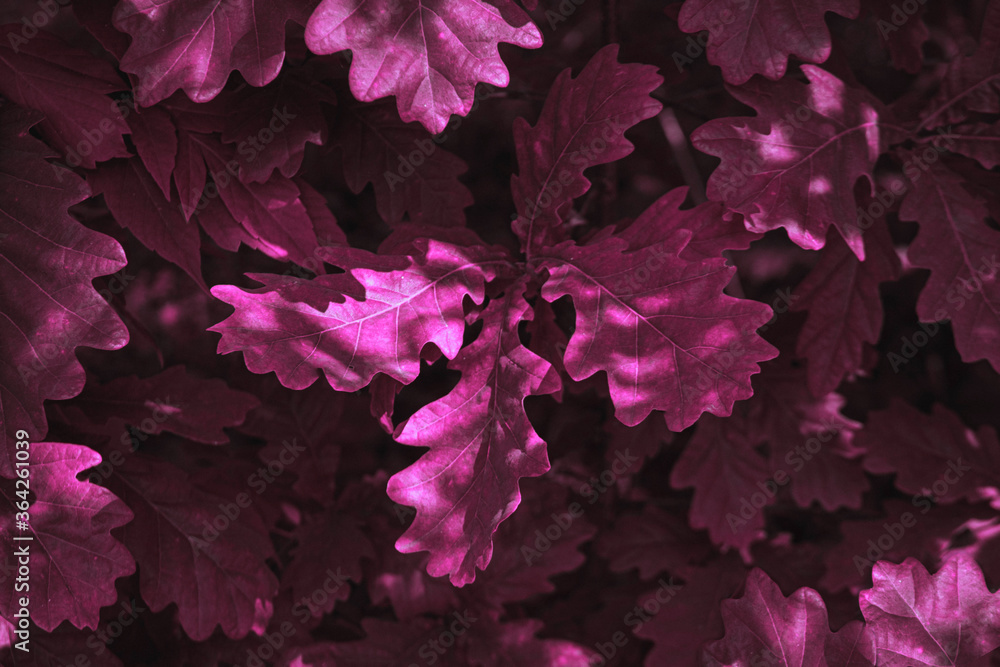 Close-up pink leaves among sun shade. Background for design Close-up pink leaves among sun shade. Background for design