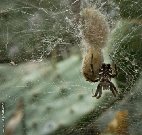 Spider wrapping its prey inside a spider web photo