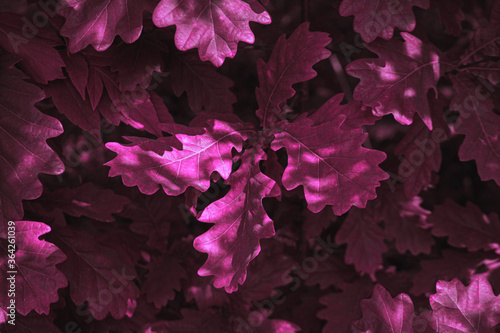 Close-up pink leaves among sun shade. Background for design