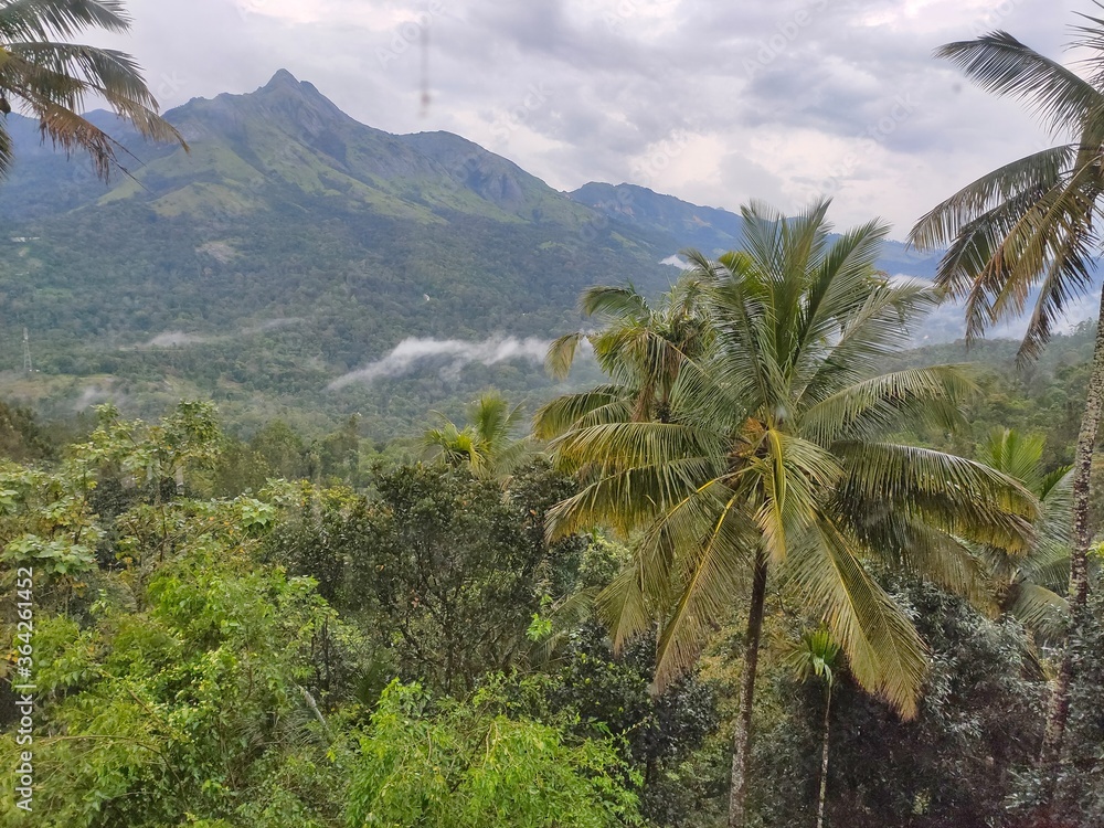 Fototapeta premium Mountain in Munnar, India
