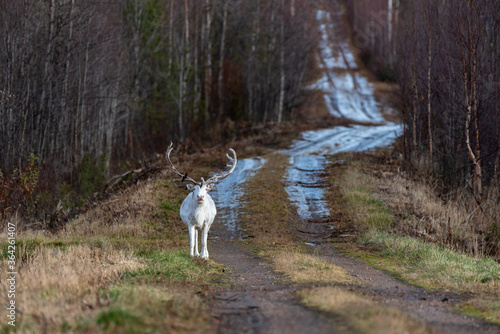 White deer with big antlers walking in the forest of Lapland Finland