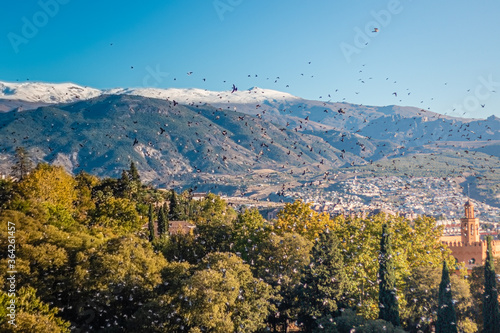 flocks of birds flying free in the mountains of Spain