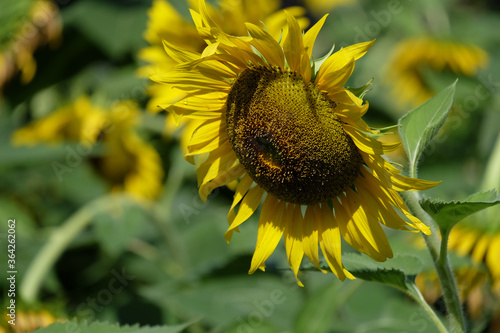 The sunflower is blooming with yellow petals surrounded in the garden.