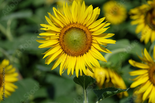 The sunflower is blooming with yellow petals surrounded in the garden.