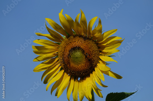 The sunflower is blooming with yellow petals surrounded in the garden.