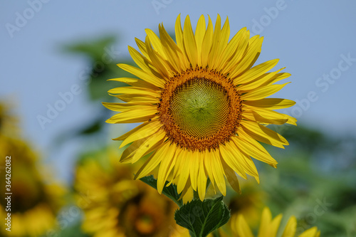 The sunflower is blooming with yellow petals surrounded in the garden.
