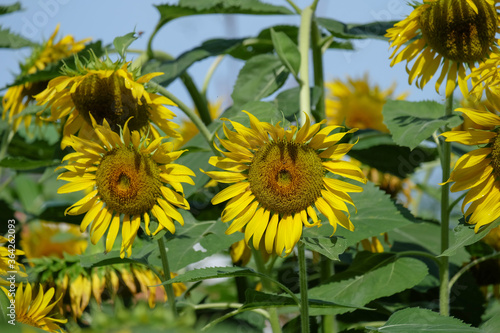 The sunflower is blooming with yellow petals surrounded in the garden.