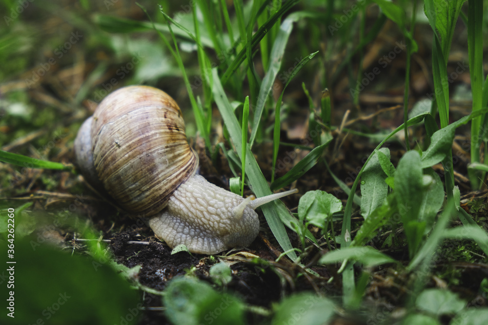 A large snail in a sink crawls on the ground. slowness concept A large snail in a sink crawls on the ground. slowness concept