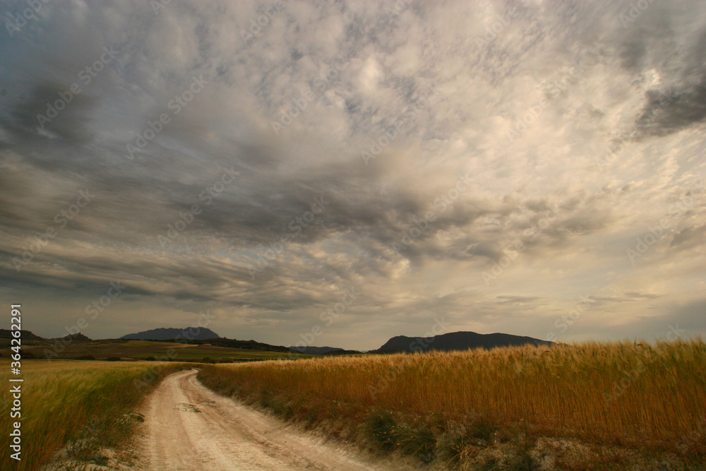 Campo cerealista antes de ser cosechado en Los Llanos de Cagitán, Mula-Murcia-España.