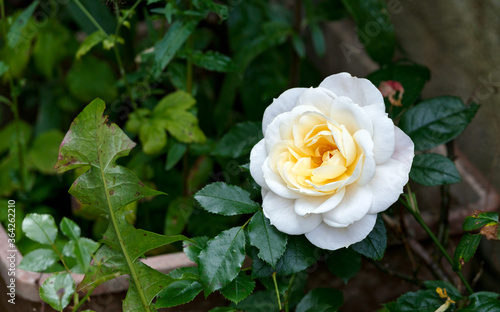 pale yellow rose flower in summer cottage garden