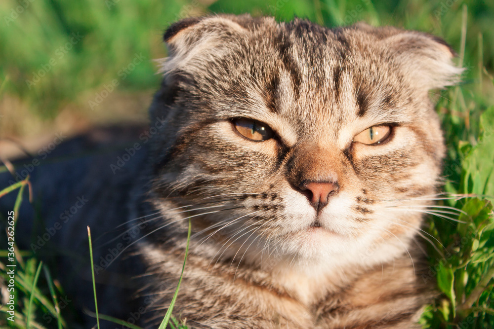 Cute striped kitten in the grass. Photo of an animal for printing in a magazine, calendar, on products with products for Pets, picture for a puzzle. Summer background.