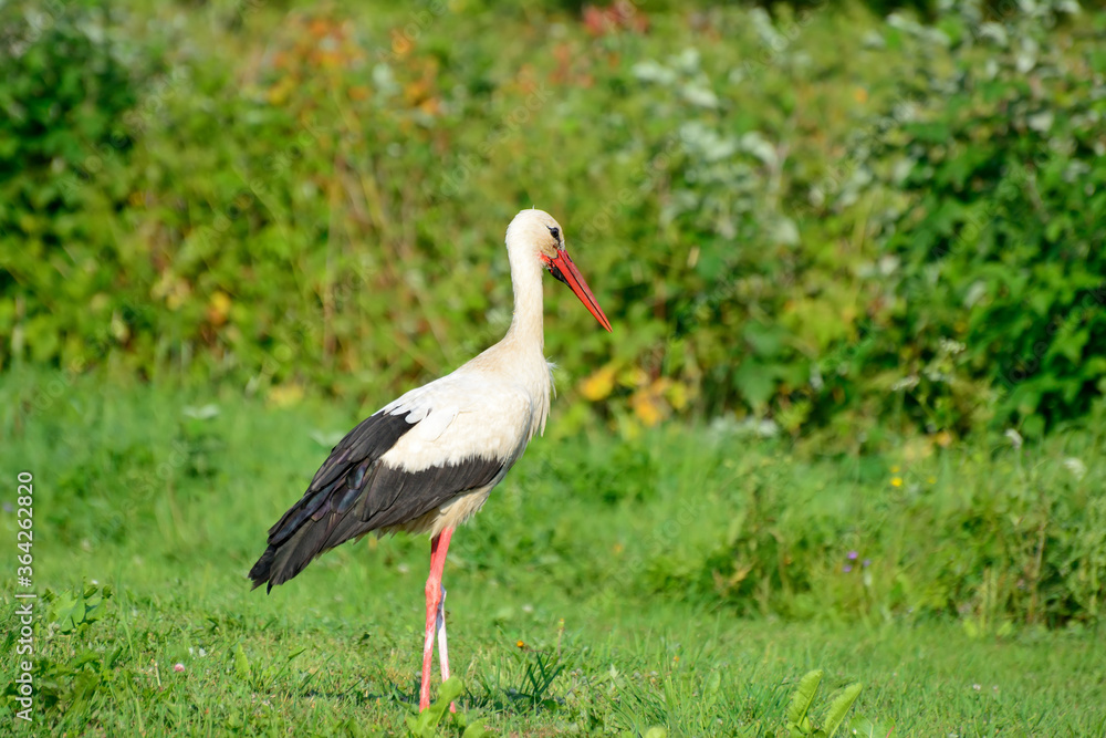 A stork walks across the field looking for food A stork walks across the field looking for food