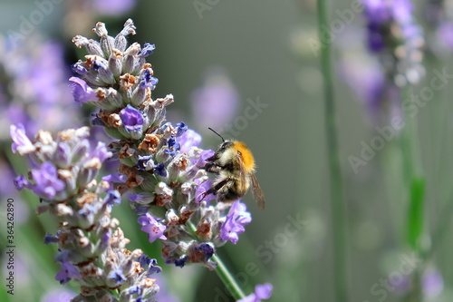 honey bee on lavender macro