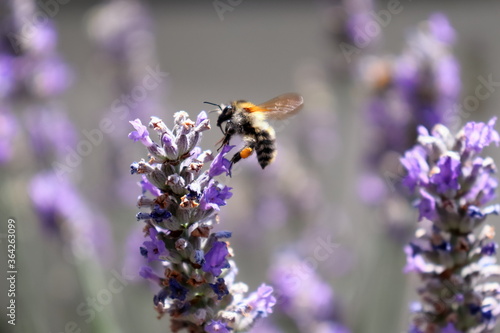 flying honey bee collecting on lavender © matthias