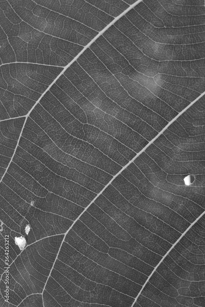 Obraz premium dry black and white leaf texture
